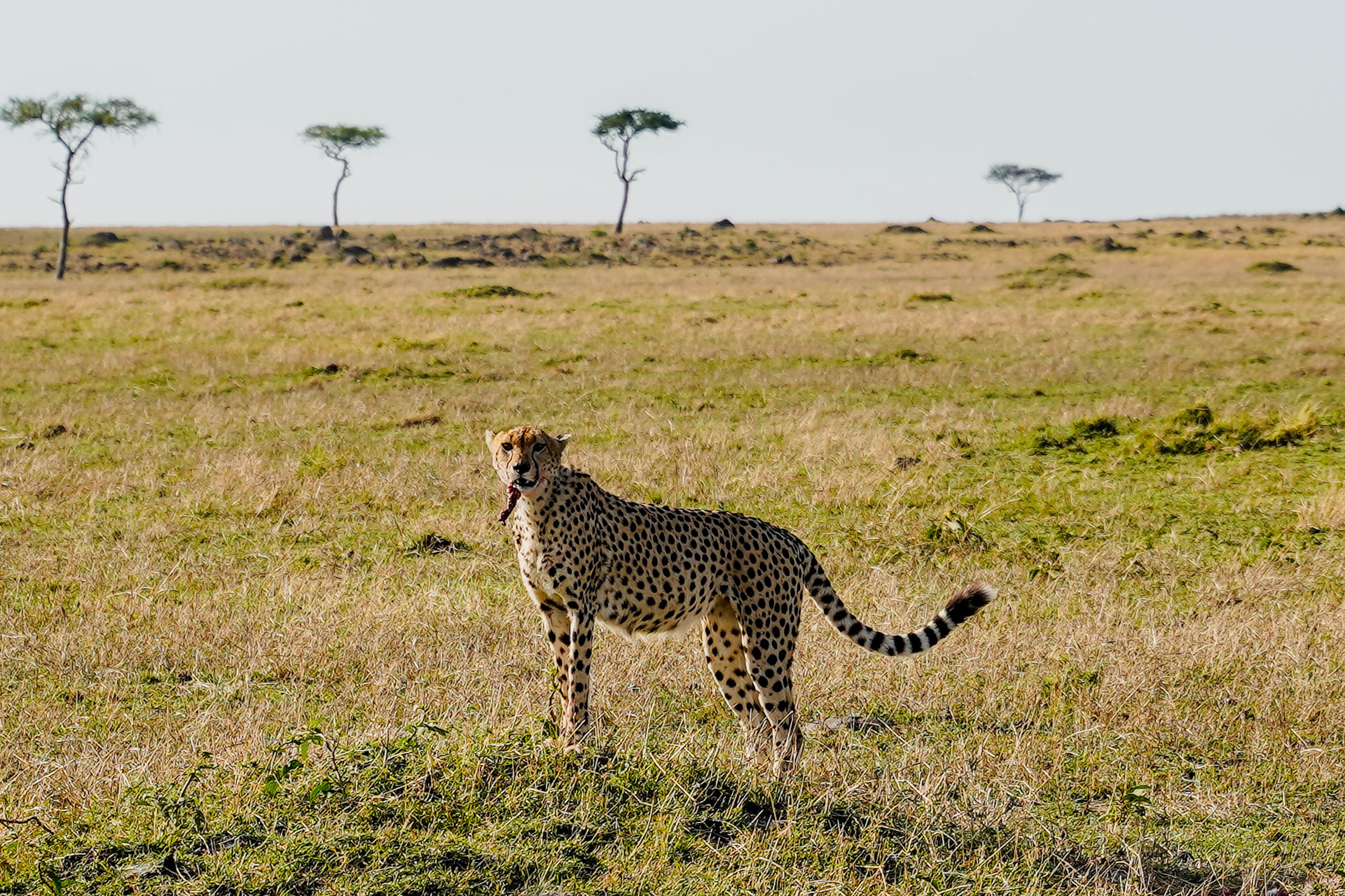 15 Days Best Luxury Africa Safari in Tanzania and Kenya Safari Parks